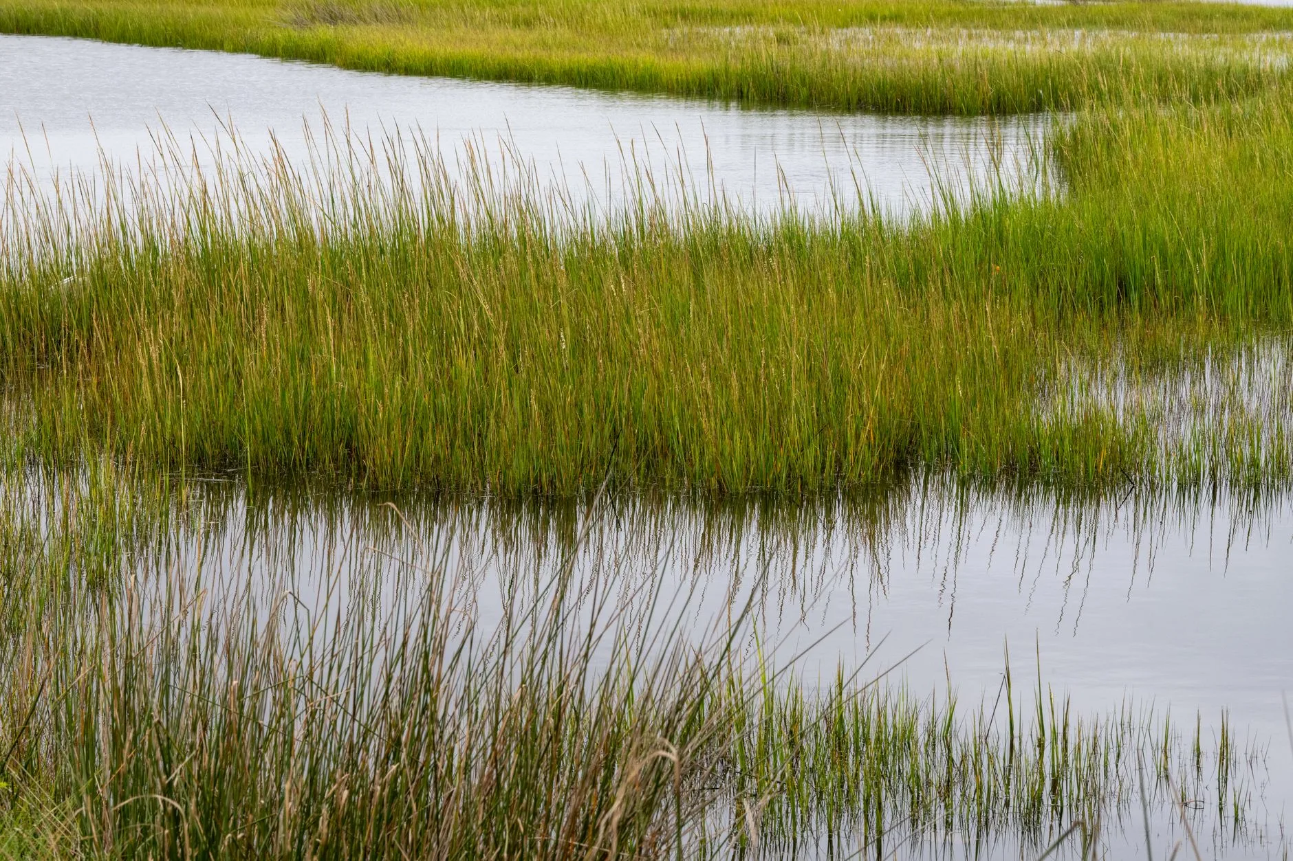 L'agneau de pré-salé : la viande des marais de la baie